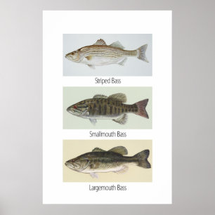 Poster de três baixos