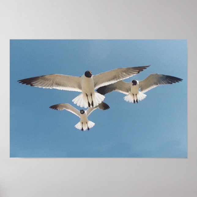 Poster de três gaivotas (Frente)