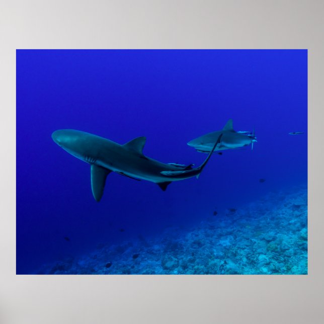 Poster de Tubarão-Reef cinza da  (Frente)