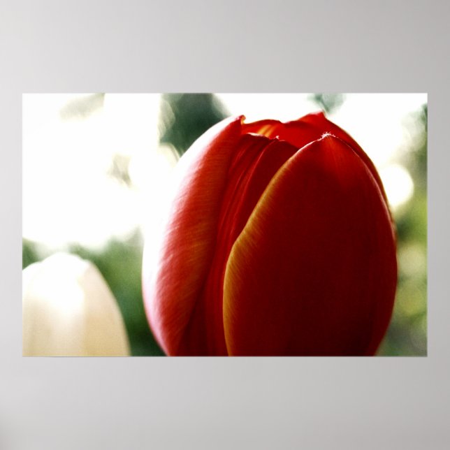 Poster de Tulipa LoneRed (Frente)