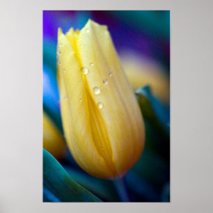 Poster de tulipas amarelas