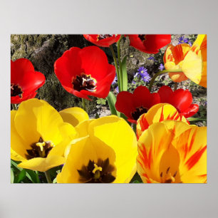 Poster de Tulipas Amarelas e Vermelhas