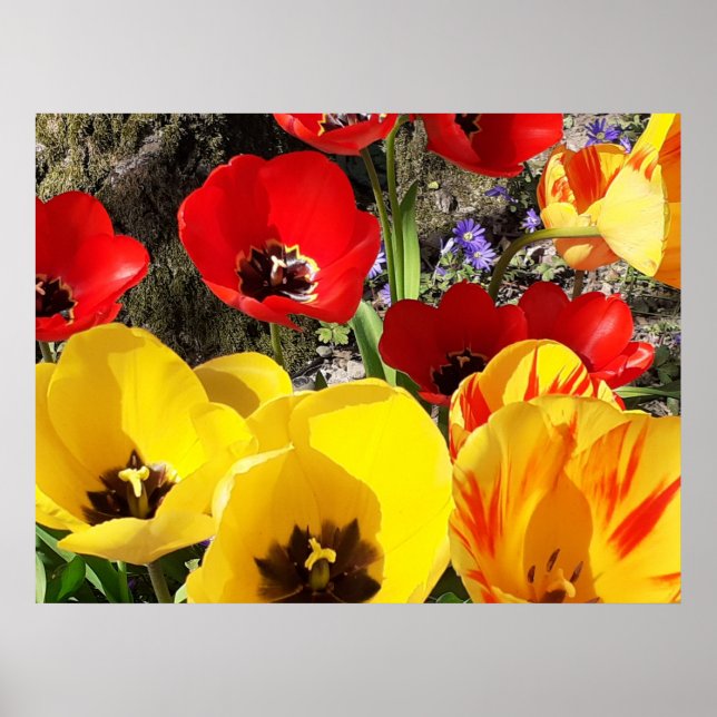 Poster de Tulipas Amarelas e Vermelhas (Frente)