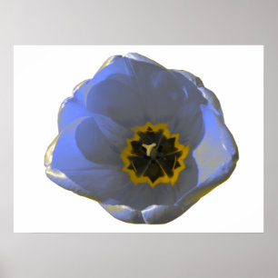Poster de Tulipas Azul e Amarelo