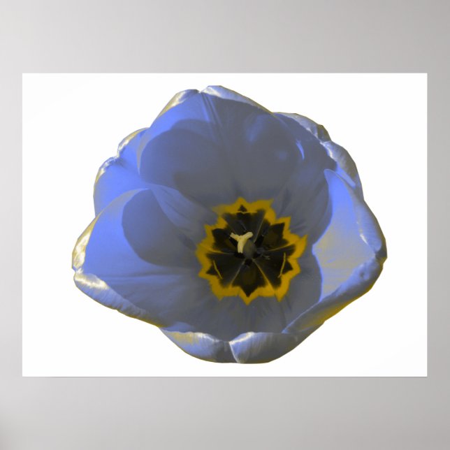 Poster de Tulipas Azul e Amarelo (Frente)