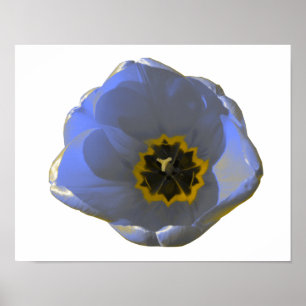 Poster de Tulipas Azul e Amarelo