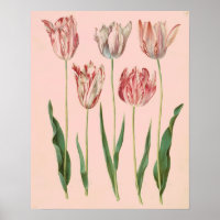 Poster de Tulipas Botânicas Vintage, Cor-de-rosa p