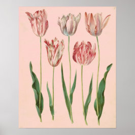 Poster de Tulipas Botânicas Vintage, Cor-de-rosa p