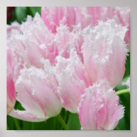 Poster de Tulipas de Cenoura Rosa