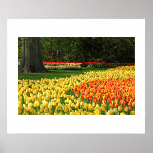 Poster de Tulipas de Jardim