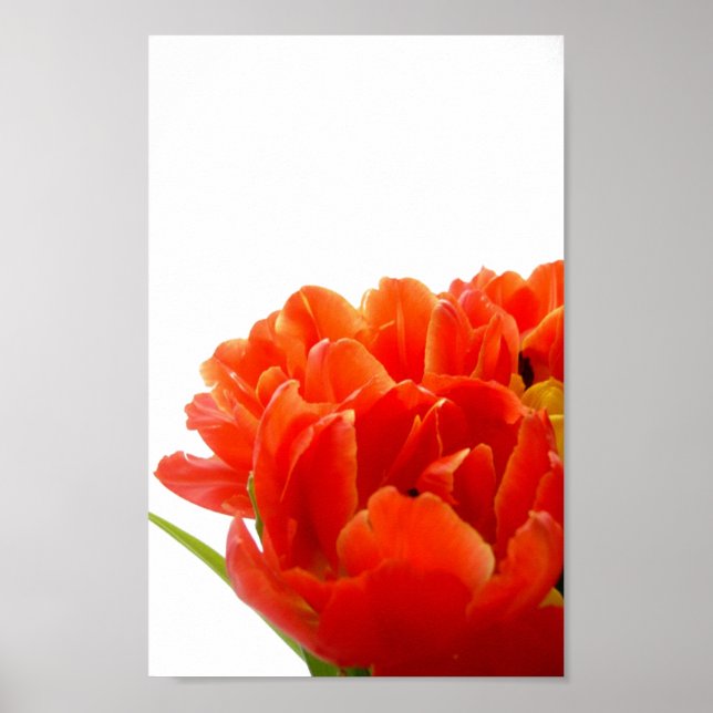 Poster de Tulipas Laranja (Frente)