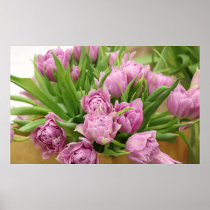 Poster de Tulipas Rosa