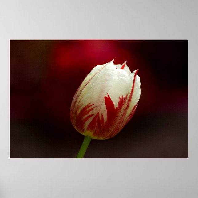 Poster de Tulipas Solitárias Vermelhas e Brancas (Frente)