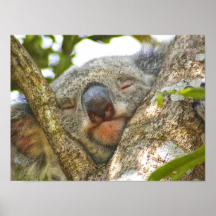 Poster de Urso de Koala Adorável