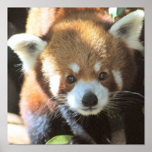 Poster de Urso de Panda Bonito