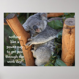 Poster de Urso Koala Cute (16x12), Nap de Energia