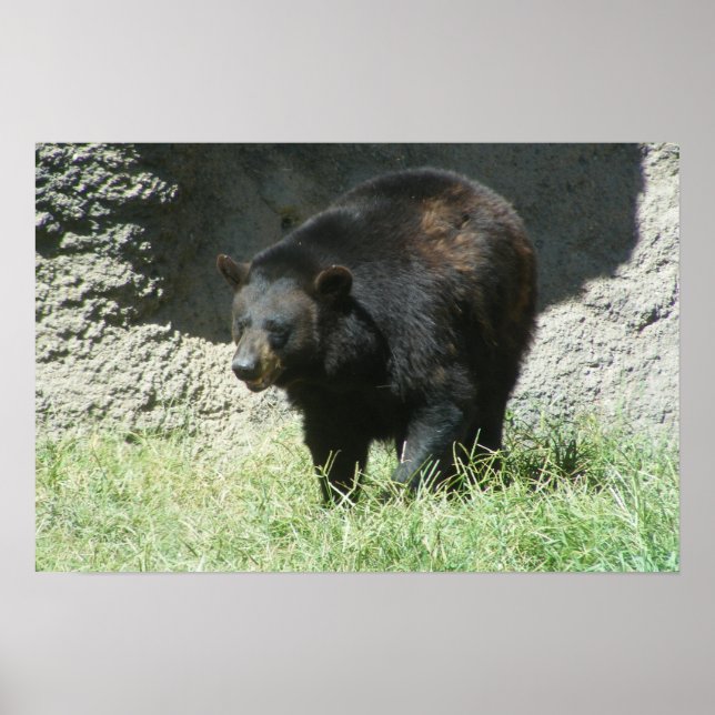 Poster de Urso Negro Personalizável (Frente)