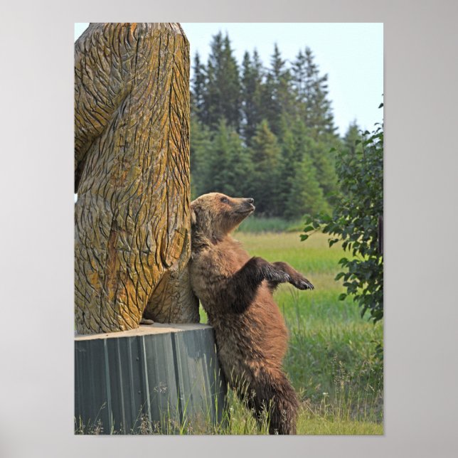 poster de urso pardo 12x16 (Frente)