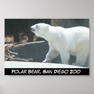 Poster de Urso Polar