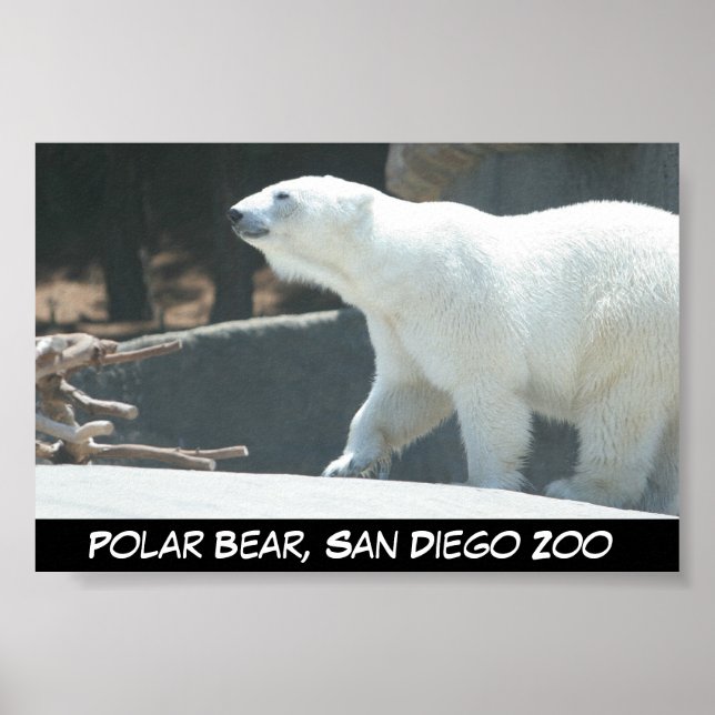Poster de Urso Polar (Frente)