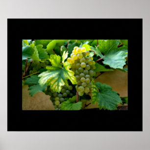 Poster de uvas