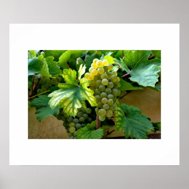 Poster de uvas (Frente)