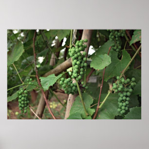 Poster de uvas