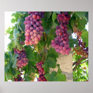 Poster de uvas