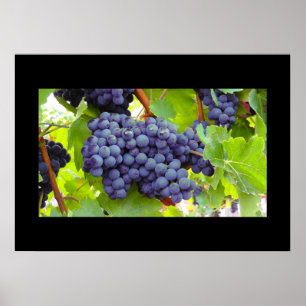 Poster de uvas