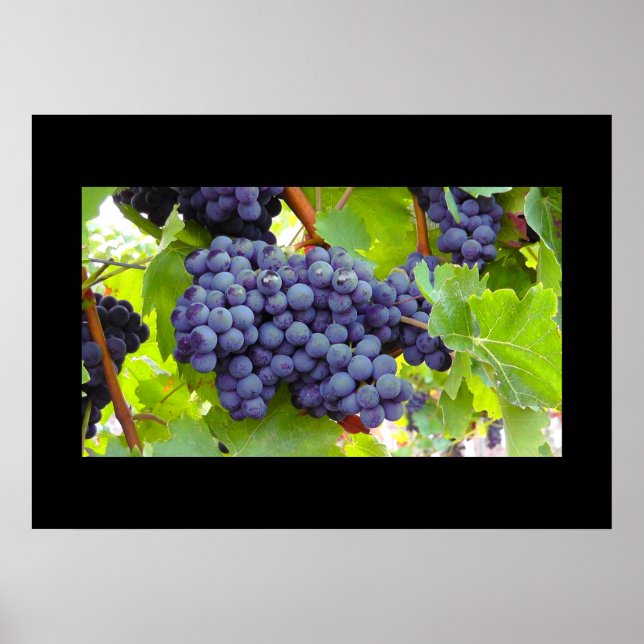 Poster de uvas (Frente)