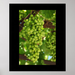 Poster de uvas