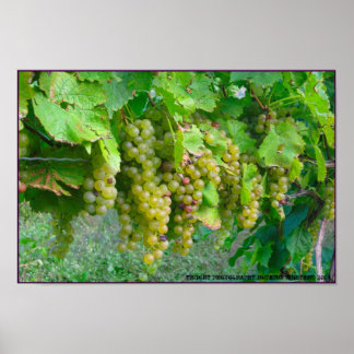 Poster de uvas para vinhedo
