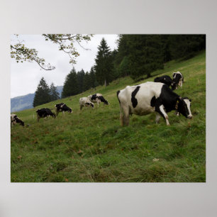 Poster de Vaca Suíça