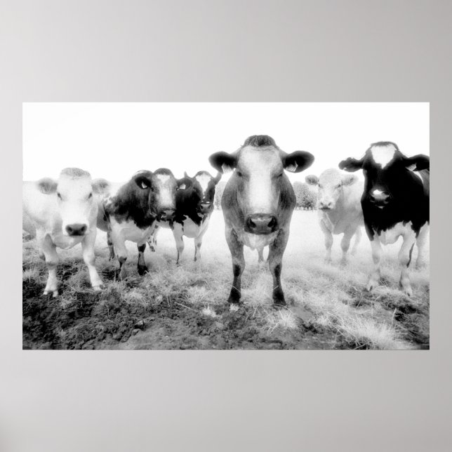 Poster de vacas (Frente)