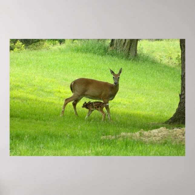 Poster de veado branco (Doe and Fawn) (Frente)