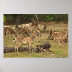 Poster de veado cego