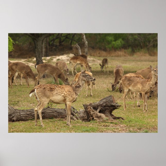 Poster de veado cego (Frente)
