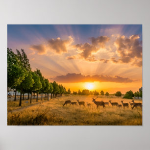 Poster de Veados ao Pôr do Sol Dourado - Manada de