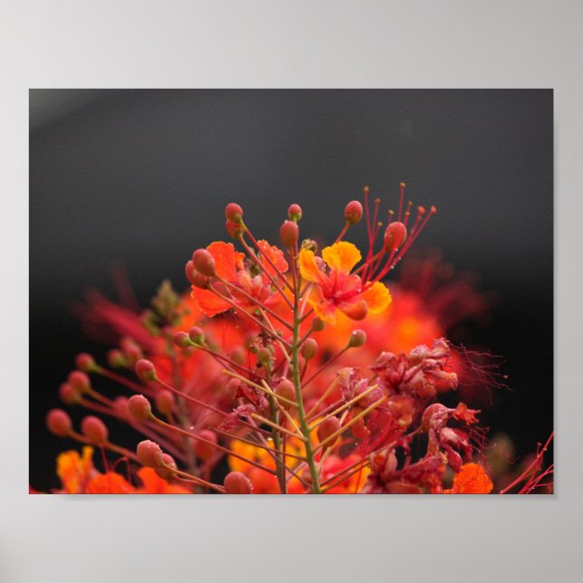 Poster de ventilador (Frente)