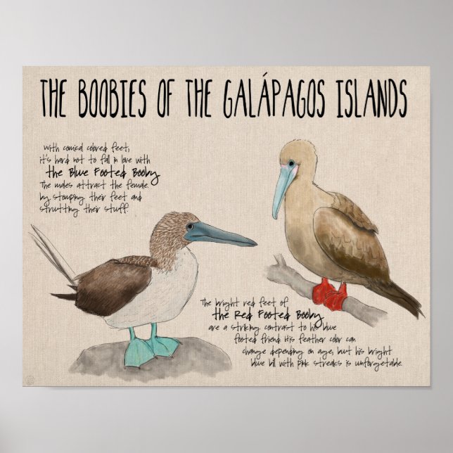 Poster de viagens: Aves das Ilhas Galápagos (Frente)