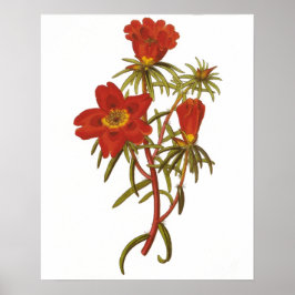 Poster de Vintage Botânica