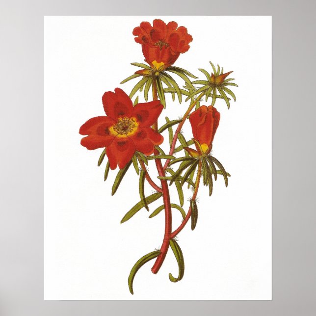 Poster de Vintage Botânica (Frente)