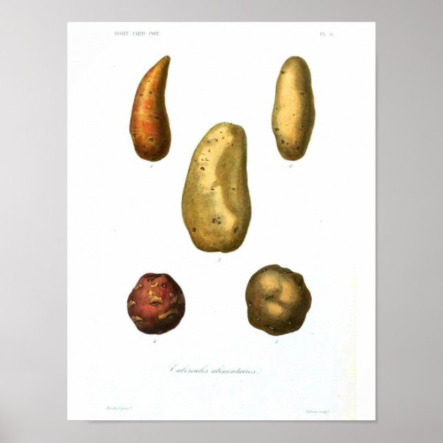 Poster de Vintage Botânica - Batata (Frente)