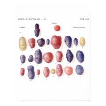 Poster de Vintage Botânica - Genética da Batata