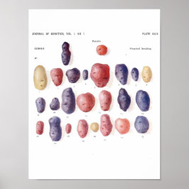 Poster de Vintage Botânica - Genética da Batata