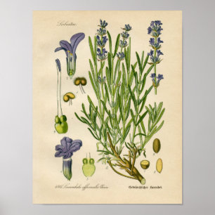 Poster de Vintage Botânica - Lavanda