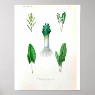 Poster de Vintage Botânica - Leek