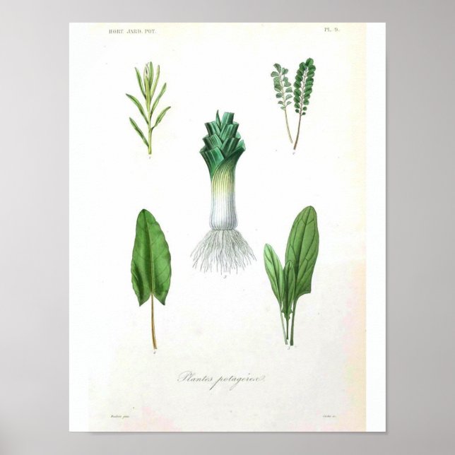 Poster de Vintage Botânica - Leek (Frente)