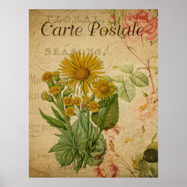 Poster de Vintage Botânica - Marigold (Frente)