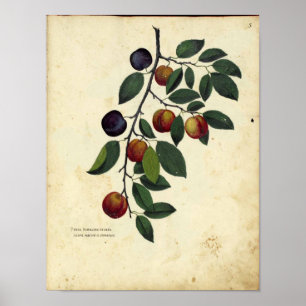 Poster de Vintage Botânica - Plum